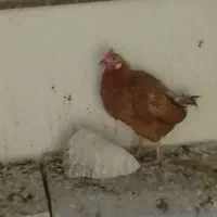 مرغ‌تخم‌گزار