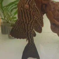 پلکو L330 واتر ملون