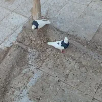 کفتر