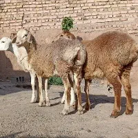 3 راس بره