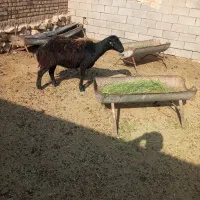 گوسفند