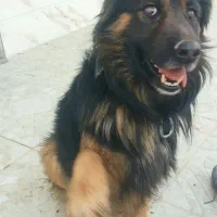 سگ جرمن