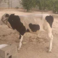 گوساله نر