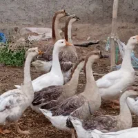 قوغاز