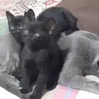 اسکاتیش بلو