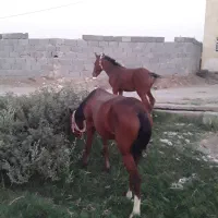 اسب مادیون و کره اسب نریون