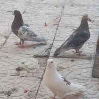 کبوتر