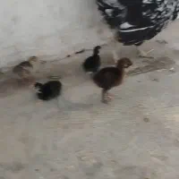 یک مرغ کرک باپنج جوجه بوقلمون