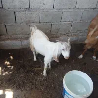 فروش