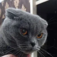 گربه اسکاتیش اسم نقره  ۸ ماهه ماده