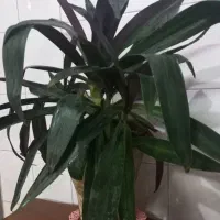 حراج واقعی ۳تا گلدون