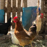 مرغ و بوقلمون و اردک