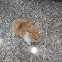 فروش بچه خرگوش دو رگ جرسی  غذاخور