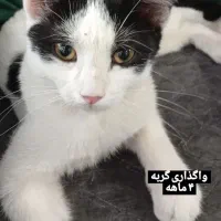 واگذاری