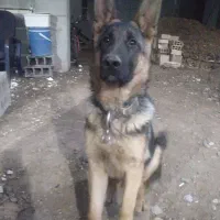 واگذاری سگ ژرمن