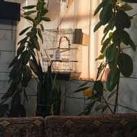 قفس پرنده