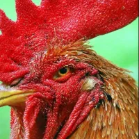 مرغ خروس اردک