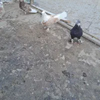 کبوتر