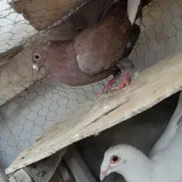 کفتر|پرنده|قائن, |دیوار