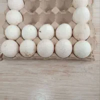 تخم نطفه دار بوقلمون
