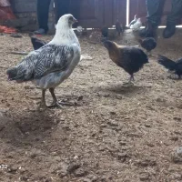جوجه|حیوانات مزرعه|بجنورد, |دیوار