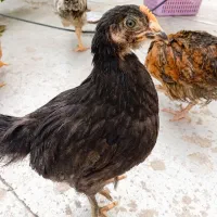 جوجه رسمی 2 ماهه (مرغ و خروس)