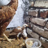 مرغ لاری با جوجه یک ماهه
