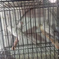 قناری نقره ای آبی نگرو بلک