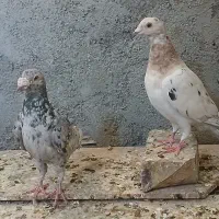 کفتر سار فروشی