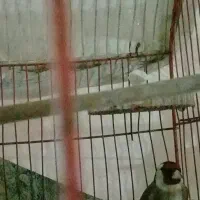 سهره جفت نر وماده