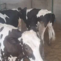 گوساله ماده