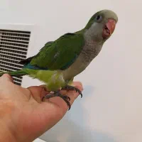 جوجه راهب