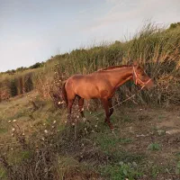 اسب نریان ترکمن