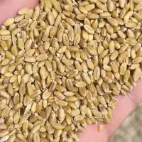 خرید فروش گندم