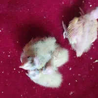 عروس هلندی از نژاد سخنگو