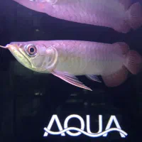 آروانا سوپر رد ۲۵ تا ۲۸ سانت