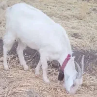 سانن ودرگ