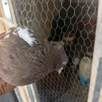 ماده سینه قهوی