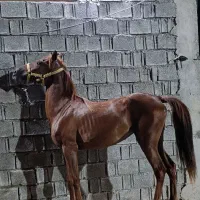 کره آینده دار