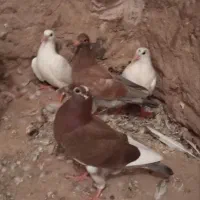 جوجه سار