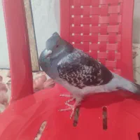 کبوتر زره ای نر