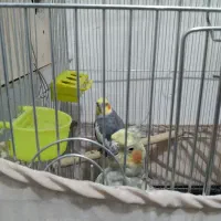 عروس هلندی مولد