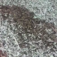 اویشن کوهی برگ