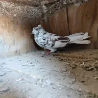 نرتهرانی