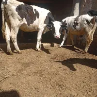 دو عدد تلیسه زیر کل