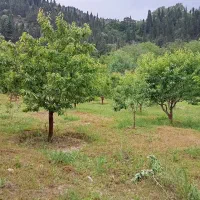 زمین هزار متری در کجور (دشت نظیر)