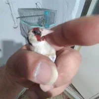 سره نر تو لک رفته وجوجه نر