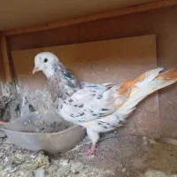 کبوتر هما سرور پرشی ابلق شازده سیاه سرور