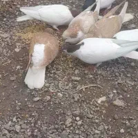 کبوترشیخی سیاه