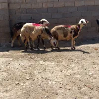 میش افشاری پلنگی بزغاله بره نرماده